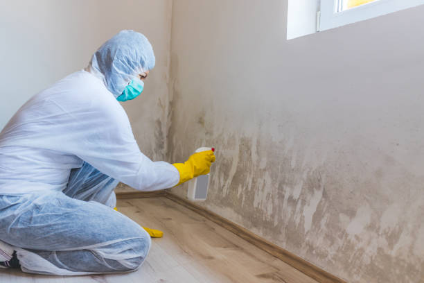 Professional Mold Removal in Princeton, NJ