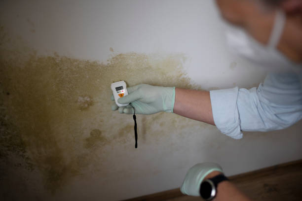 Best Mold Remediation  in Princeton, NJ