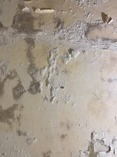 Best Professional Mold Removal  in Princeton, NJ