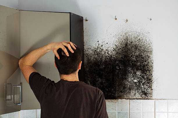 Best Toxic Mold Removal  in Princeton, NJ