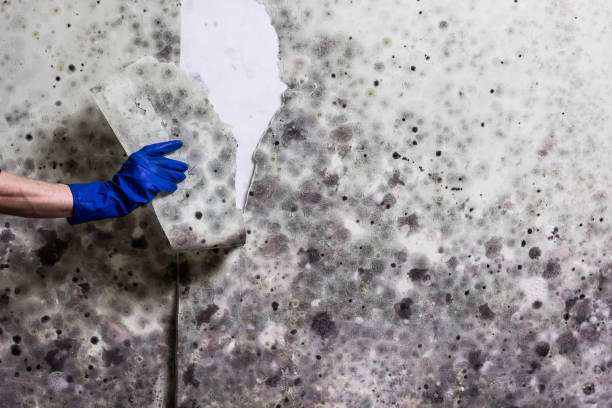 Mold Removal and Inspection in Princeton, NJ