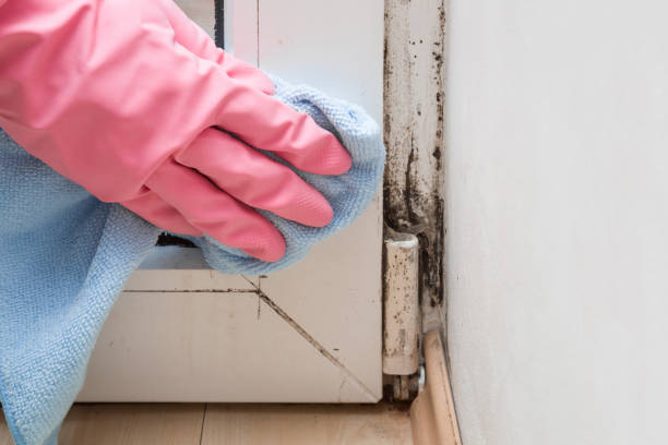 Best Toxic Mold Removal  in Princeton, NJ