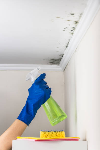 Best Mold Removal Company Near Me  in Princeton, NJ