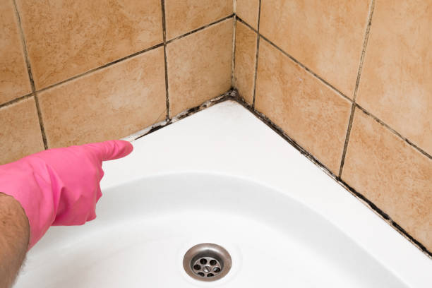 Best Mold Removal and Inspection  in Princeton, NJ