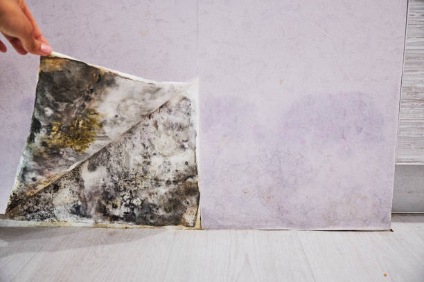 Best Office Mold Removal Services  in Princeton, NJ